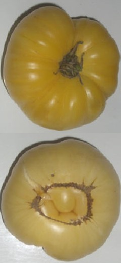 Illustration Solanum lycopersicum cv. 'White Princess'