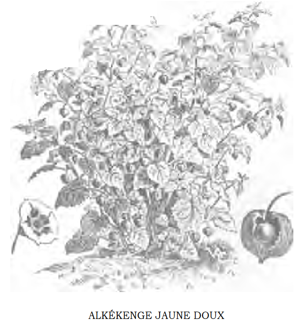 Illustration de la plante et du fruit (Dictionnaire Vilmorin des plantes potagères)